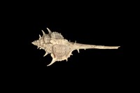 藏品(海峽骨螺)的圖片